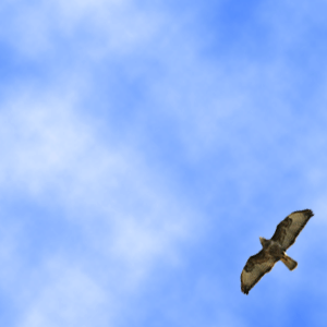 create Flying bird animation in photoshop - tutorialbunch