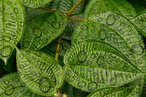 water drops effect